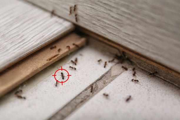 Best Pest Control Near Me  in Webster, FL