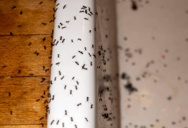 Best Pest Control Near Me  in Webster, FL