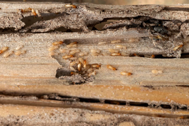 Best Local Pest Control Services  in Webster, FL